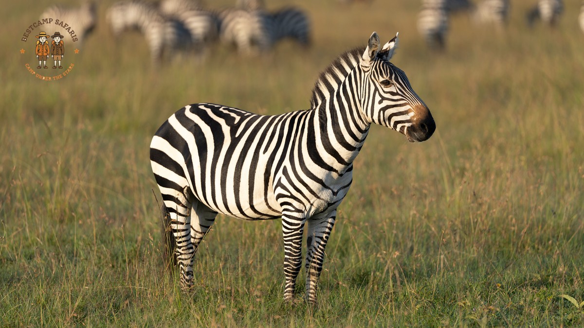 How Kenya Park Fees Fund Conservation, Explained - photo 2