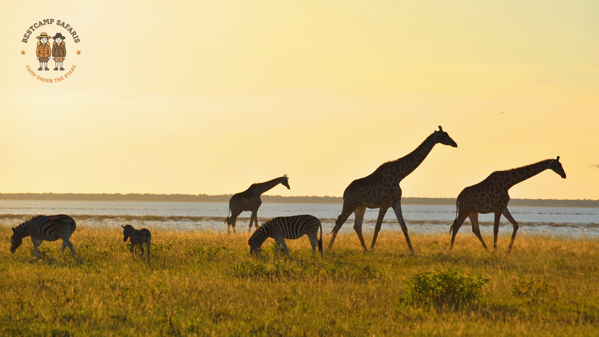 How Many Game Drives Should You Plan per Day? - photo 1