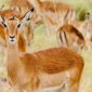 How Many Game Drives Per Day on a Kenya Safari?