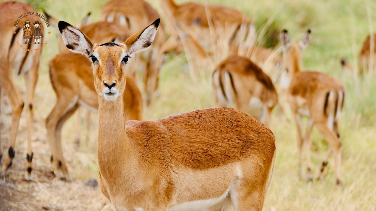 How Many Game Drives Per Day on a Kenya Safari?