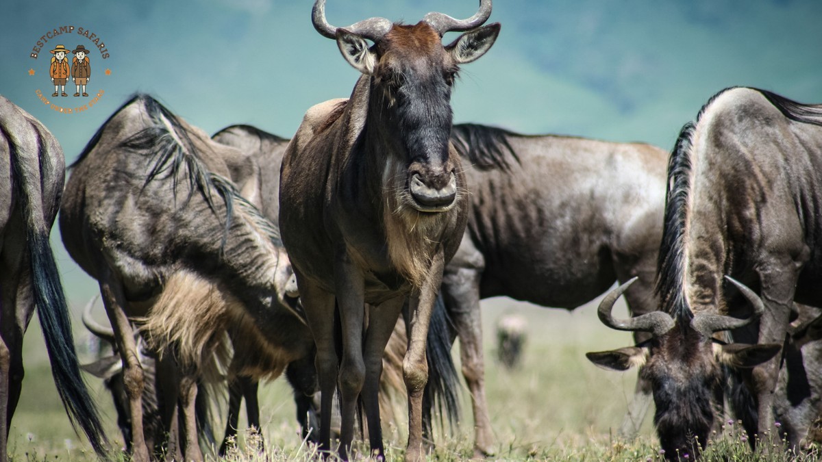 How Much Luggage on Safari Flight? Kenya Rules
