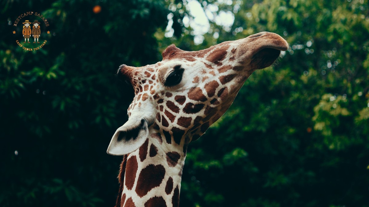 How Much Tipping Safari Guide: Kenya Tip Budget Guide