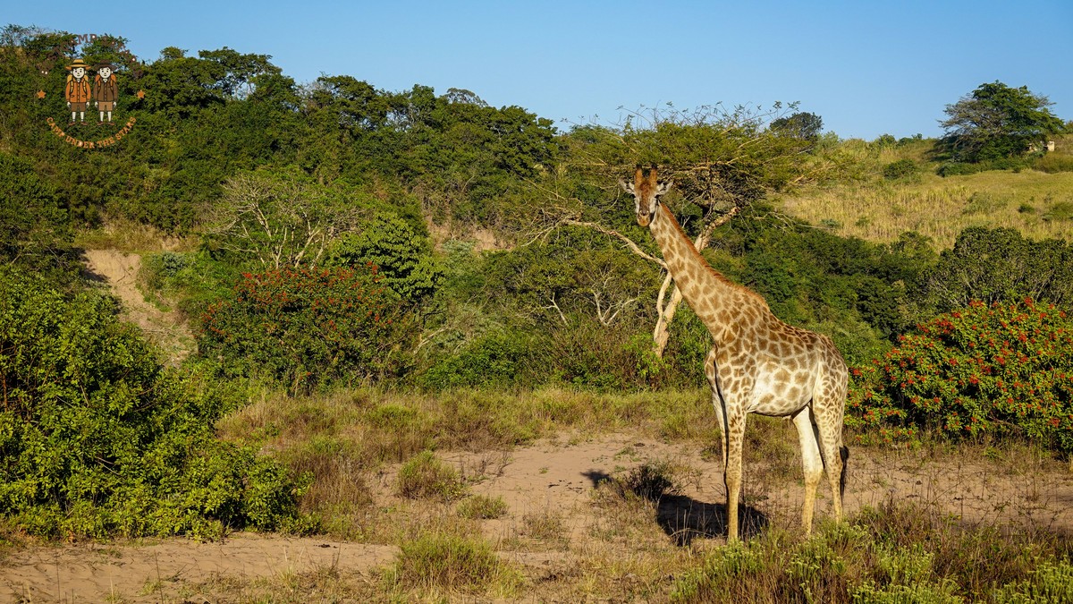 What Is the Ideal Safari Trip Length Kenya? Real Answer - photo 1