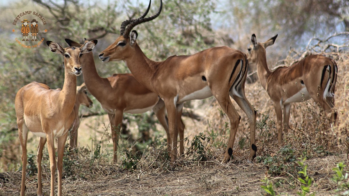 What Is the Ideal Safari Trip Length Kenya? Real Answer - photo 2