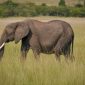 Il Ngwesi Community Conservancy Safari Guide
