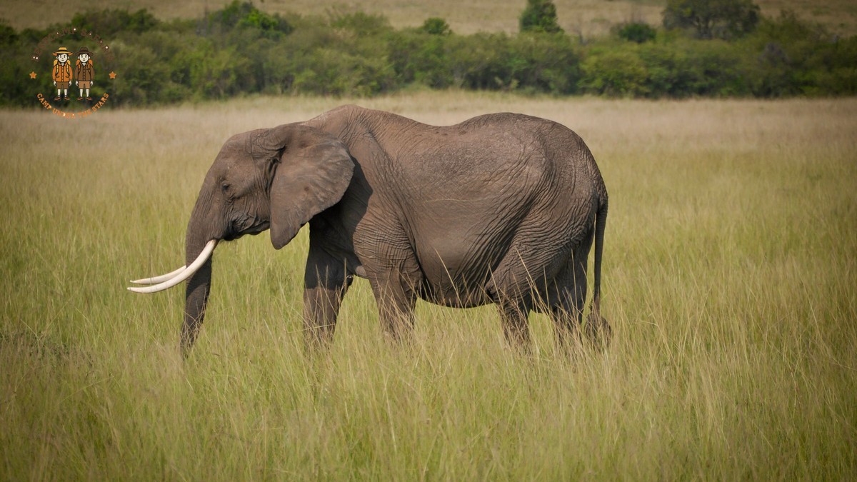 Il Ngwesi Community Conservancy Safari Guide