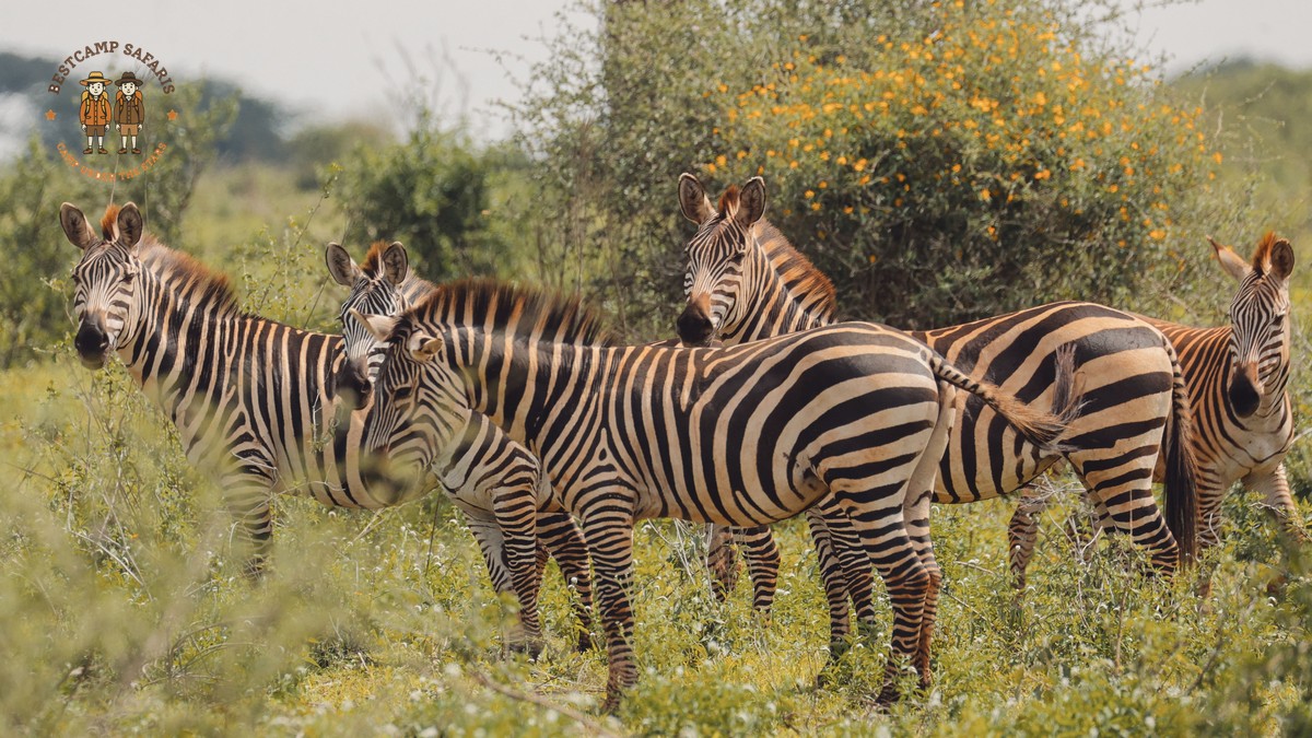 Il Ngwesi Community Conservancy Safari Guide - photo 2