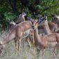 Impala vs Gazelle Identification Kenya: Quick ID Guide