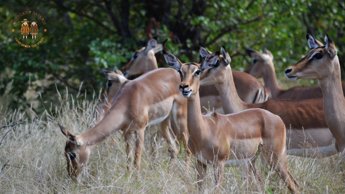 Impala vs Gazelle Identification Kenya: Quick ID Guide