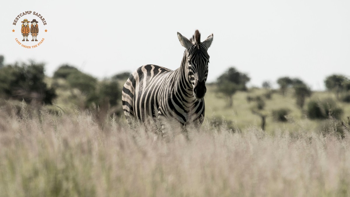 Is It Safe to Drink Water on Safari? A Kenya Guide