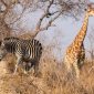 Is a Kenya Safari Safe for Families? A Parent Guide