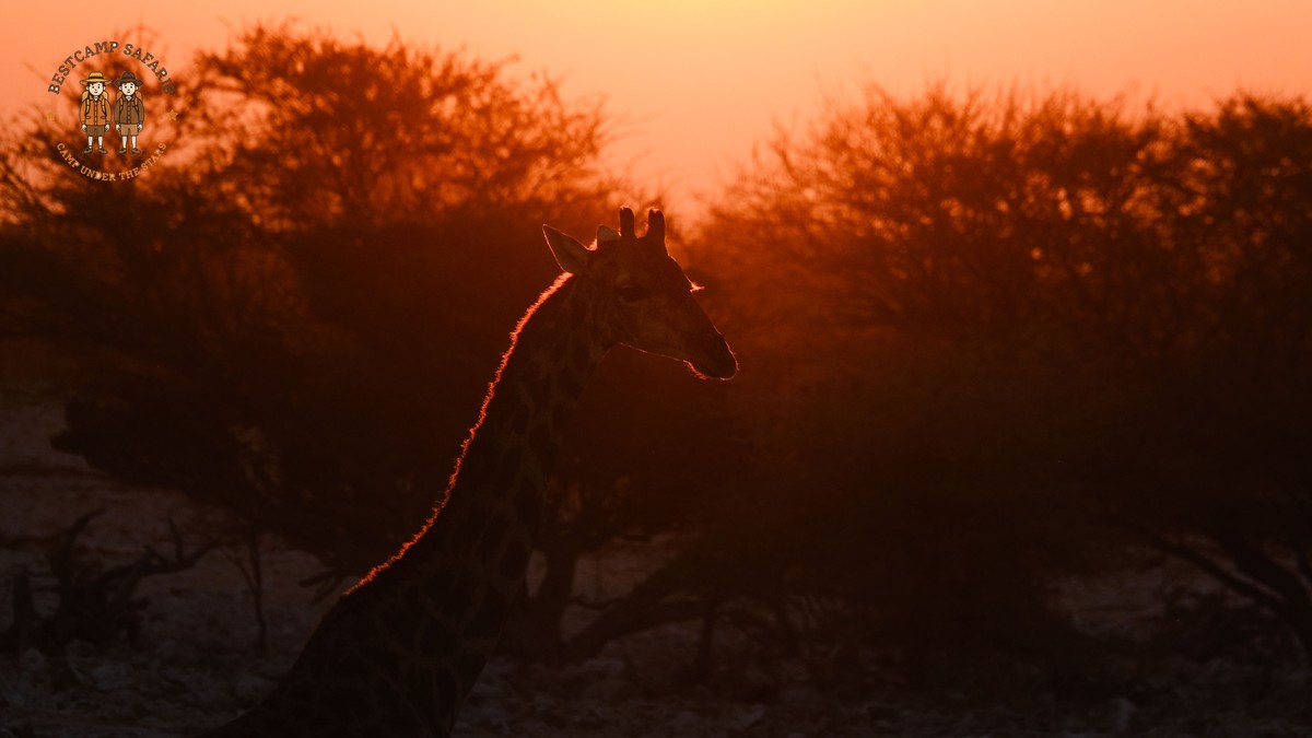 Is a Kenya Safari Safe for Families? A Parent Guide - photo 1