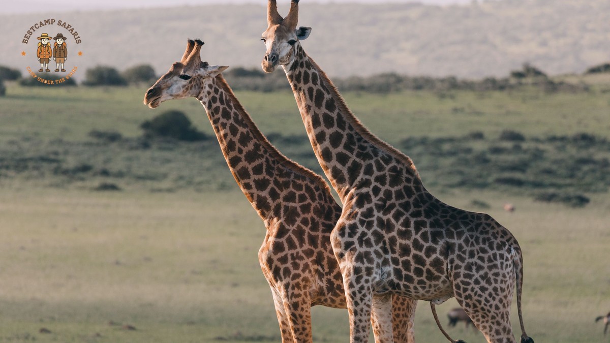Is a Kenya Safari Safe for Families? A Parent Guide - photo 2