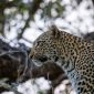 Is Kenya Safari Safe for Women? A Practical Guide