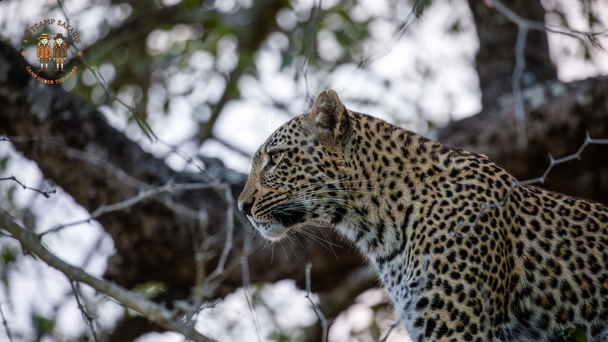 Is Kenya Safari Safe for Women? A Practical Guide