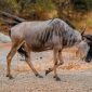 Kenya Safari for Jamaican Patois Speakers: Planning Guide