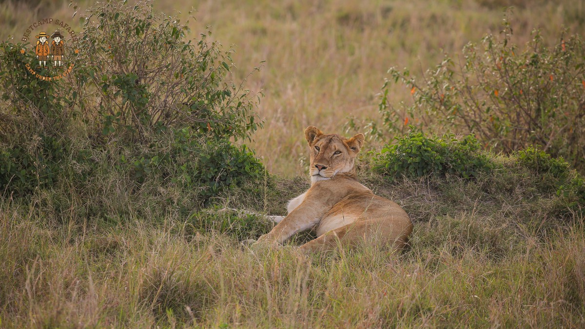 Javanese Speaking Travelers Kenya Safari: Plan Your Trip