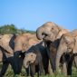 Kenya Camps That Accept Children: A Family Safari Guide
