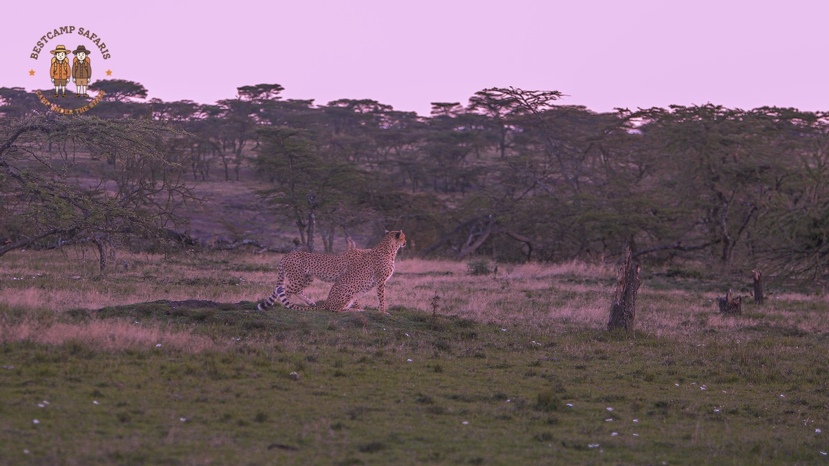 Kenya Park Entry Safaricard Payment: How It Works in 2026 - photo 1