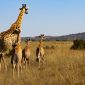Kenya Rwanda Gorilla Trekking Combo: Plan Your Trip