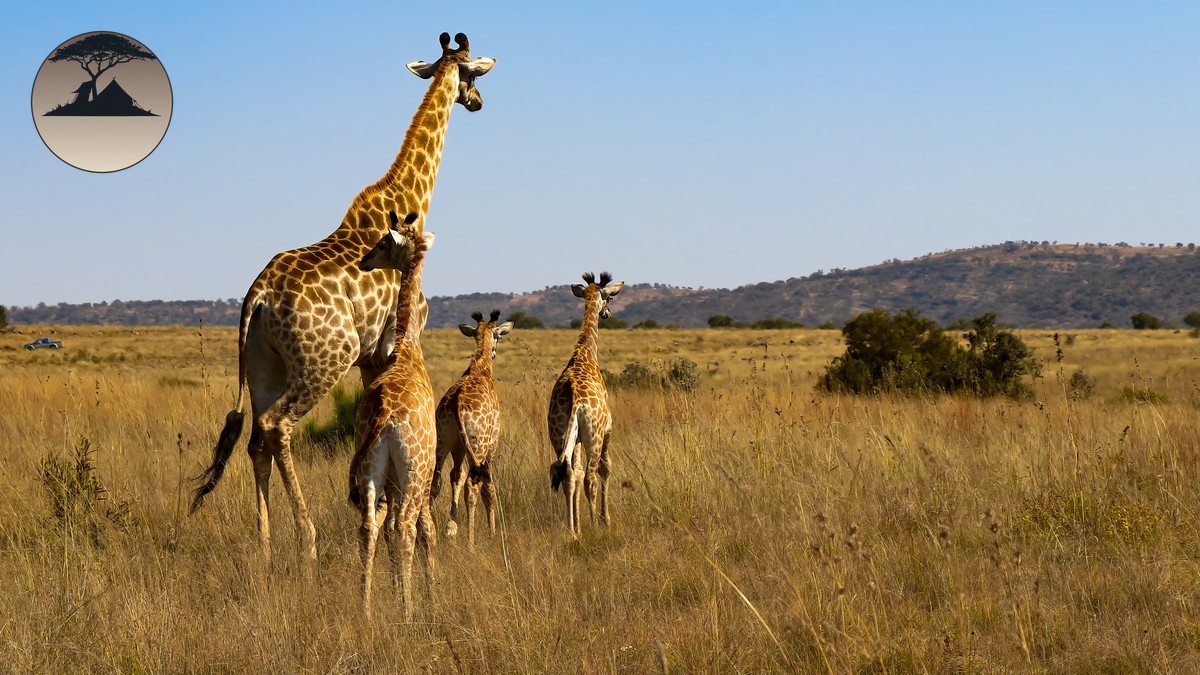 Kenya Rwanda Gorilla Trekking Combo: Plan Your Trip
