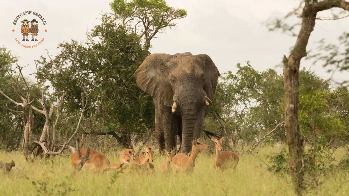Kenya Safari 8-Day Itinerary: Best Parks for a Full Week