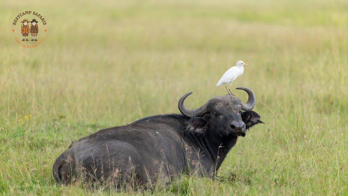 Kenya Safari 8-Day Itinerary: Best Parks for a Full Week - photo 2