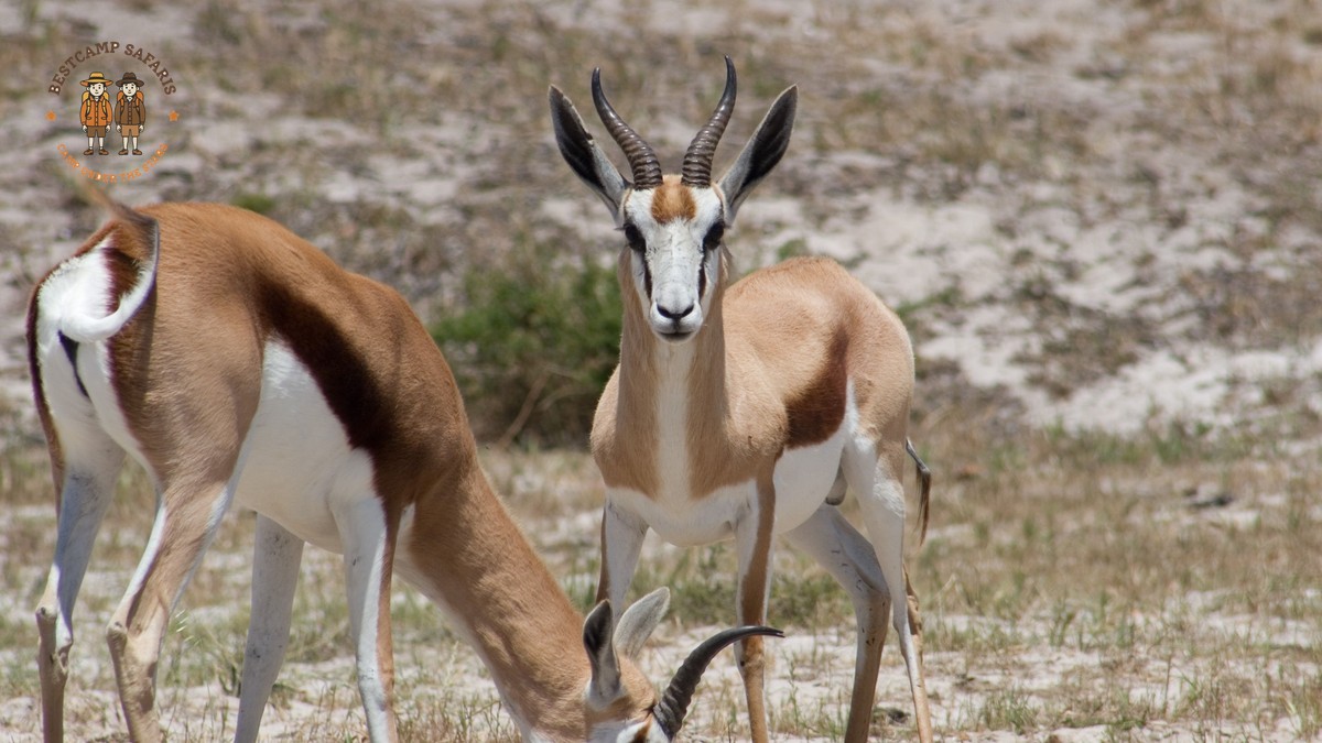 Kenya Safari for Arabic Speakers: 7-Day Halal Plan -- Photo by Gavin Rain on Pexels