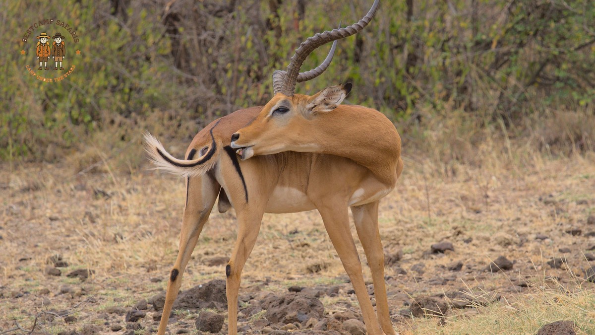 Kenya Safari for Arabic Speakers: 7-Day Halal Plan - photo 2