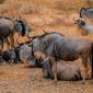 Kenya Safari for Bengali Speakers: Interpreter, Route, Cost -- Photo by Alex Levis on Pexels
