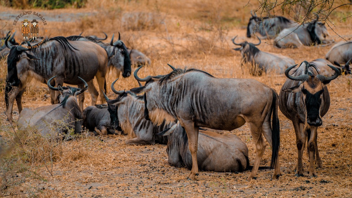 Kenya Safari for Bengali Speakers: Interpreter, Route, Cost -- Photo by Alex Levis on Pexels