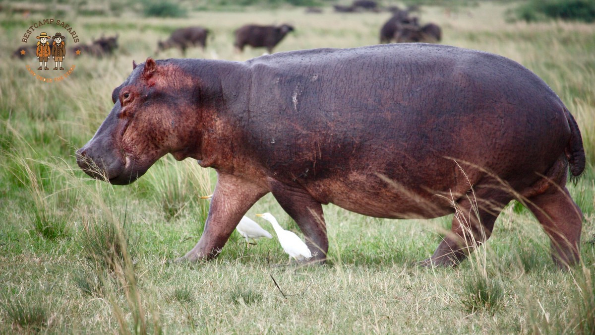 Kenya Safari for Chinese Speaking Travelers: Mandarin Costs - photo 2