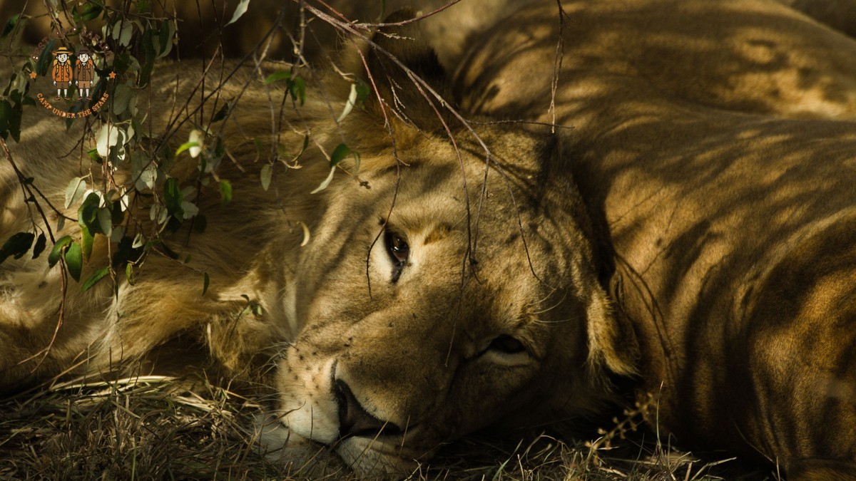 Kenya Safari Conservation Fees: What They Fund