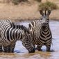 Kenya Safari Cost by Accommodation: $150-$1,500 -- Photo by Balazs Simon on Pexels