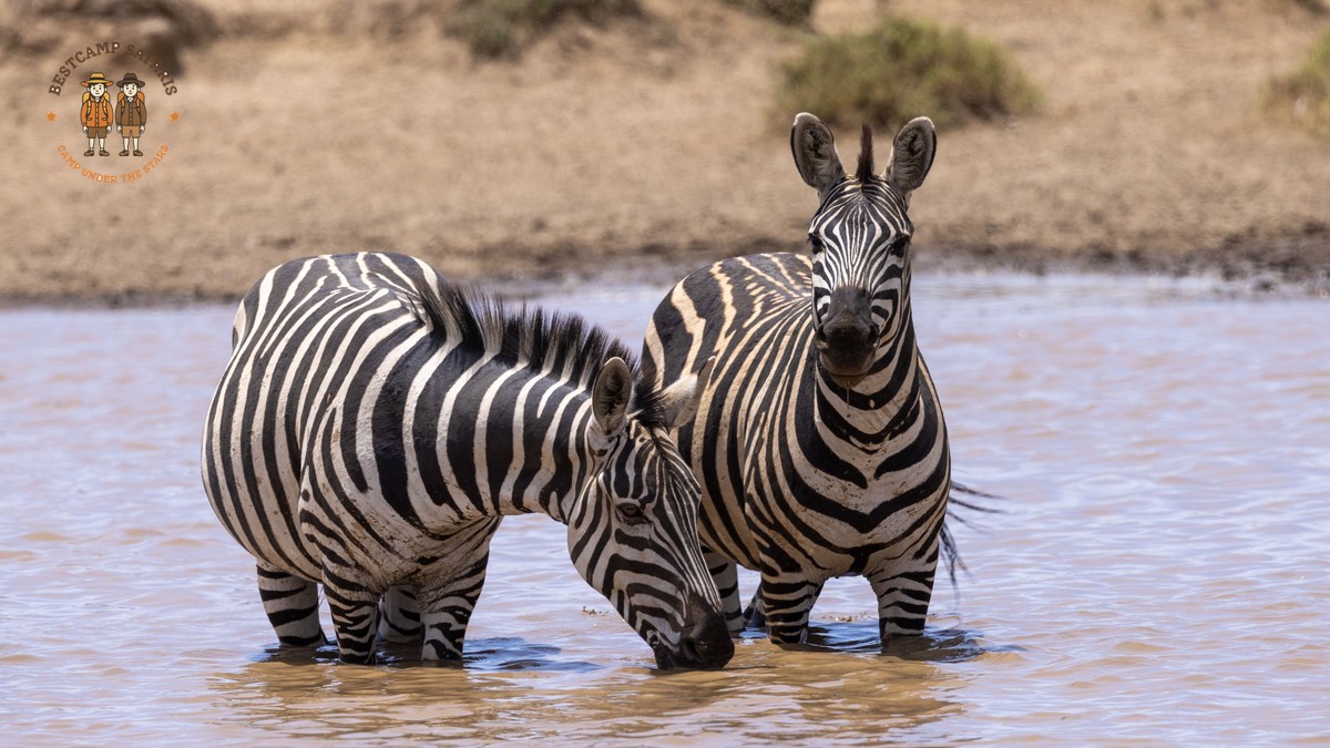 Kenya Safari Cost by Accommodation: $150-$1,500 -- Photo by Balazs Simon on Pexels