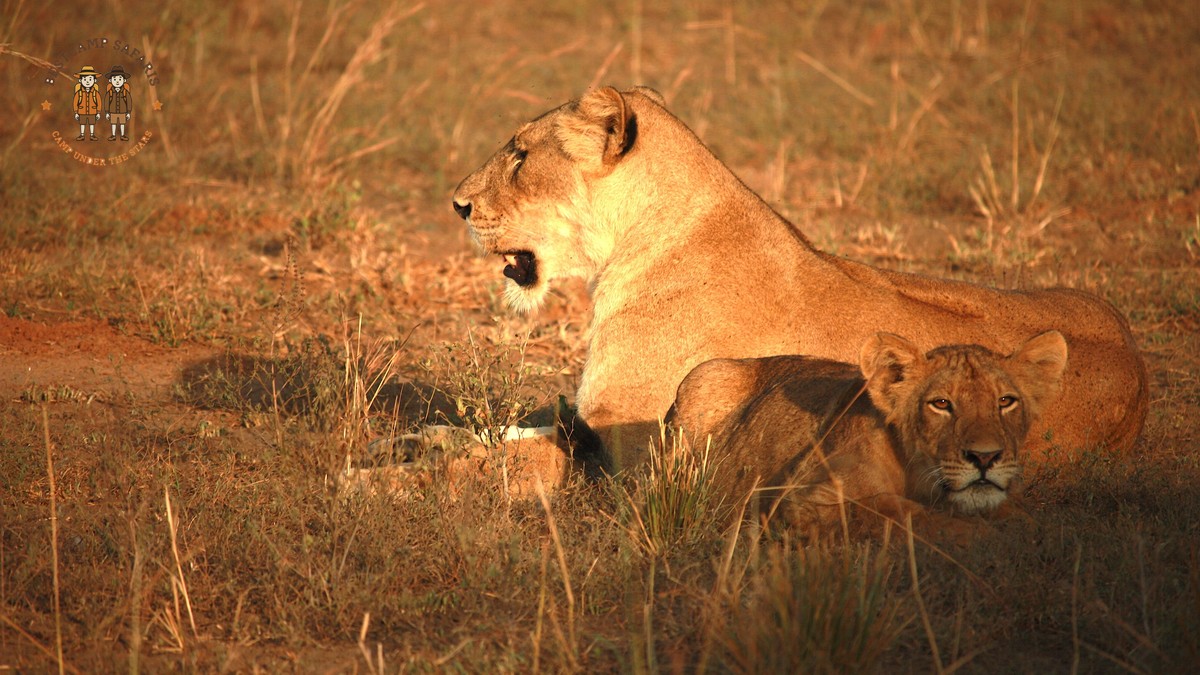 Kenya Safari Cost by Accommodation: $150-$1,500 - photo 1