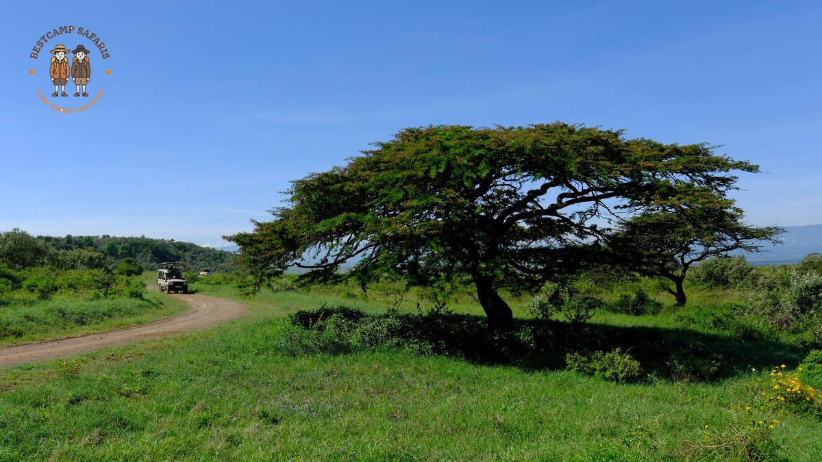 Kenya Safari Cost Inclusions: $300 Per Day in 2026 - photo 2