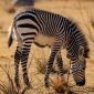 Kenya Safari Documentary Inspiration: Plan Your Trip