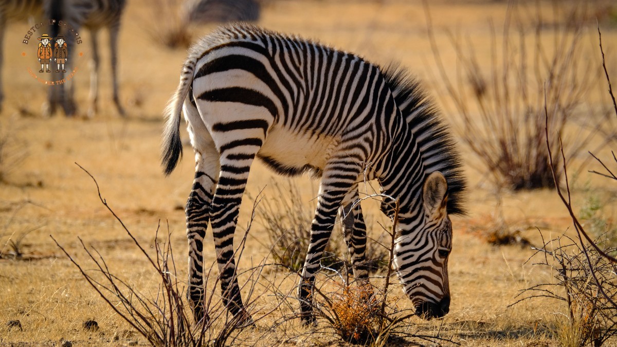 Kenya Safari Documentary Inspiration: Plan Your Trip