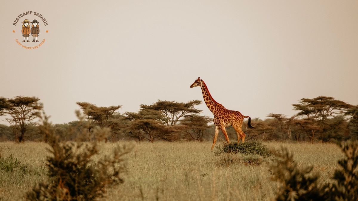 Kenya Safari Documentary Inspiration: Plan Your Trip - photo 1