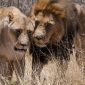 Kenya Safari Family Age Guide: Best Ages 5-12 -- Photo by Catherine Harding Wiltshire on Pexels