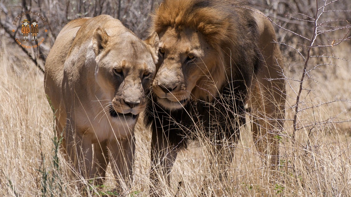 Kenya Safari Family Age Guide: Best Ages 5-12 -- Photo by Catherine Harding Wiltshire on Pexels