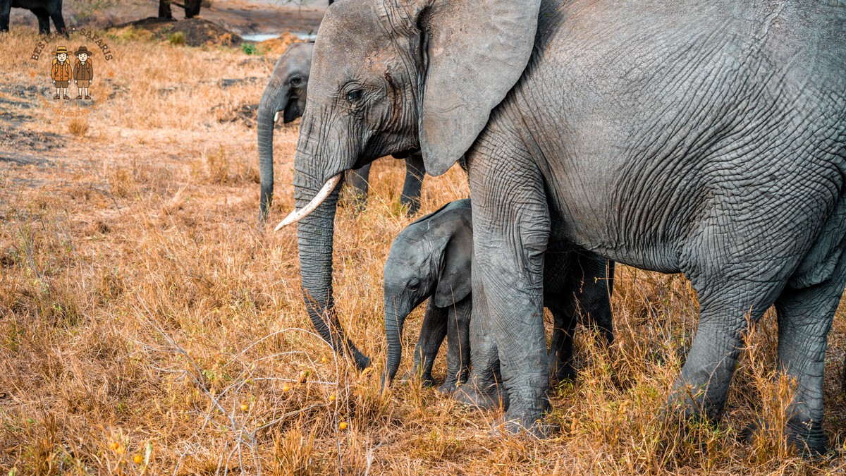 Kenya Safari Family Age Guide: Best Ages 5-12 - photo 2