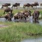 Kenya Safari for French Speakers: 7-Day Route -- Photo by Gary M. Cohen on Pexels