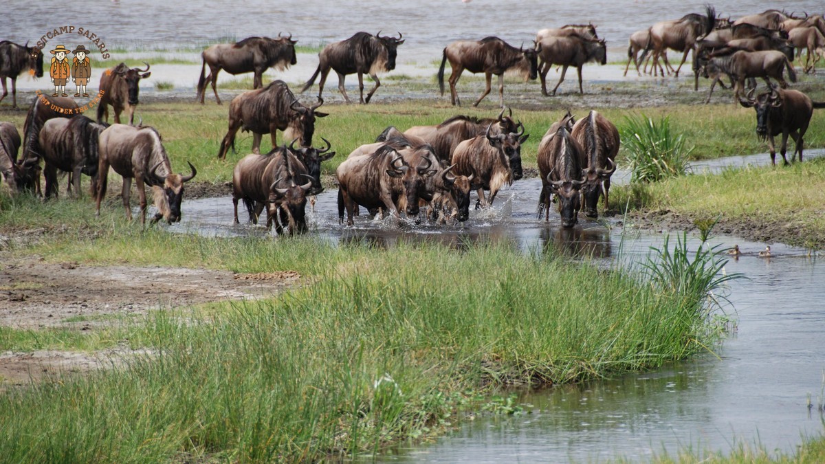 Kenya Safari for French Speakers: 7-Day Route -- Photo by Gary M. Cohen on Pexels