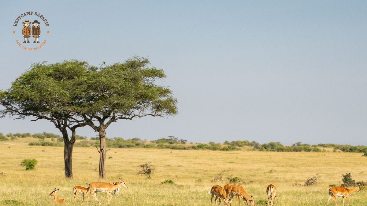 Kenya Safari for French Speakers: 7-Day Route - photo 2