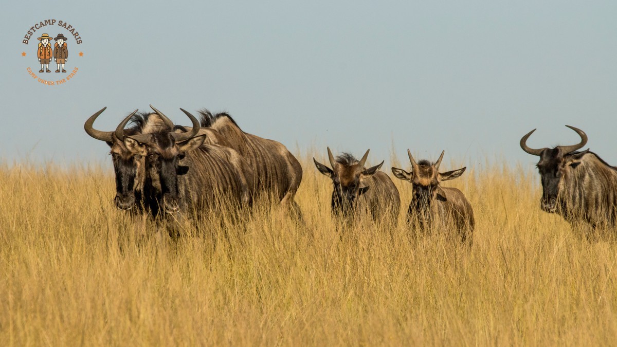 Kenya Safari for German Speakers: 7-Day Route and Prices -- Photo by Charmain Jansen van Rensburg on Pexels