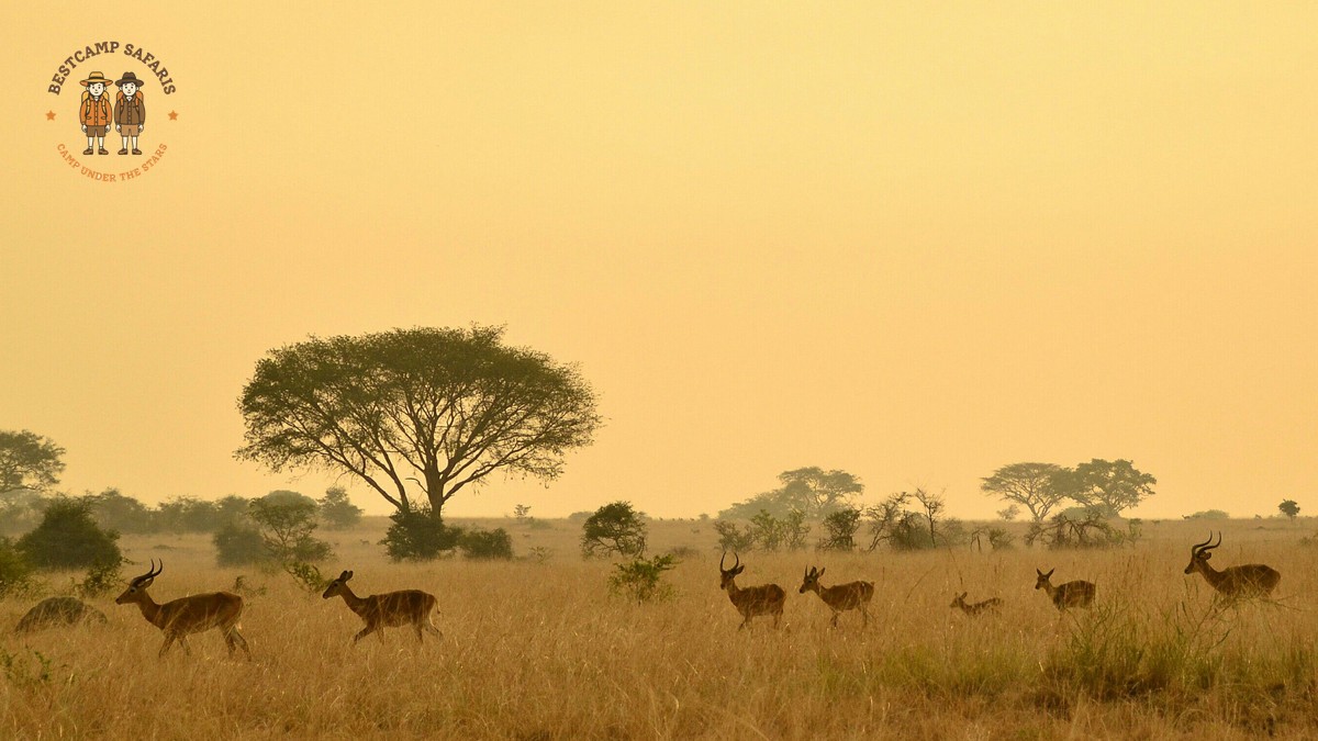 Kenya Safari for German Speakers: 7-Day Route and Prices - photo 1
