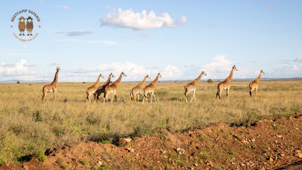 Kenya Safari for German Speakers: 7-Day Route and Prices - photo 2