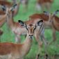 Kenya safari what happens at border: 7 Steps -- Photo by Frans van Heerden on Pexels